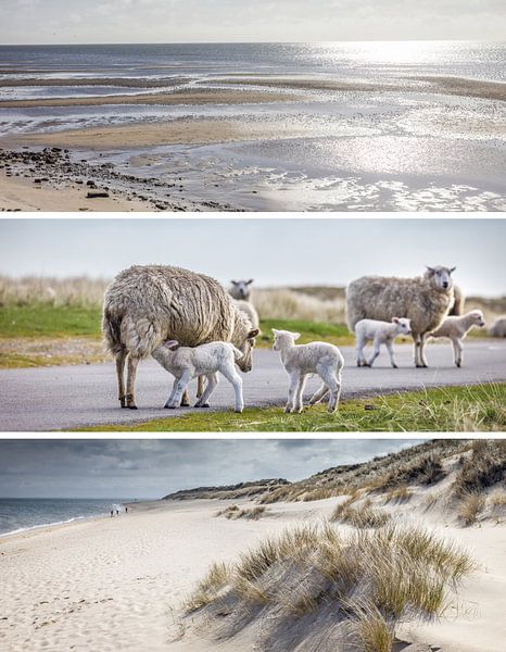 Rêves de mer : moutons et watts sur l'île de Sylt par Christian Müringer