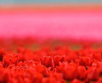 An atmospheric photo of tulip bulb fields in the polder.
