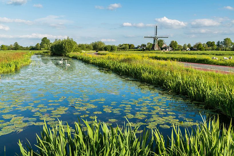 Landschaft in den Niederlanden: &quot;Polder, Schwänen &amp; Windmühle&quot; von Coen Weesjes