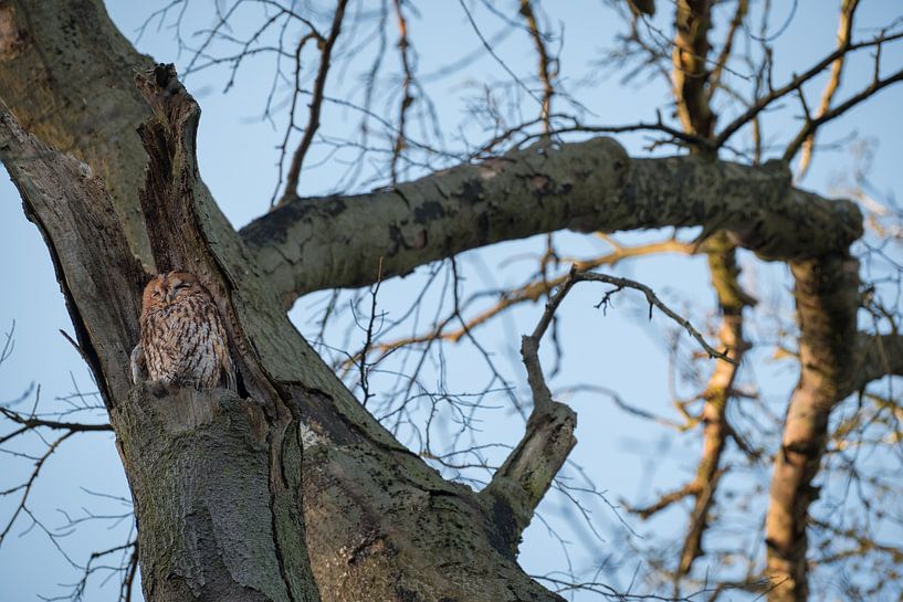 Chouette hulotte rouilleuse par Moetwil en van Dijk - Fotografie