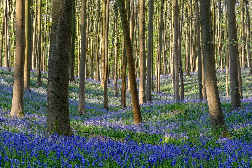 Frühling im Hallerbos Belgien von Michael Valjak