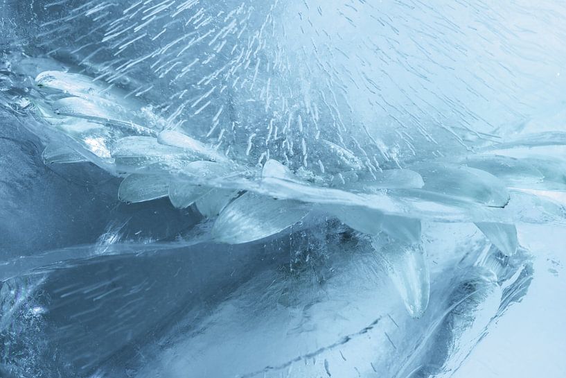 Silent flowering by Gerry van Roosmalen