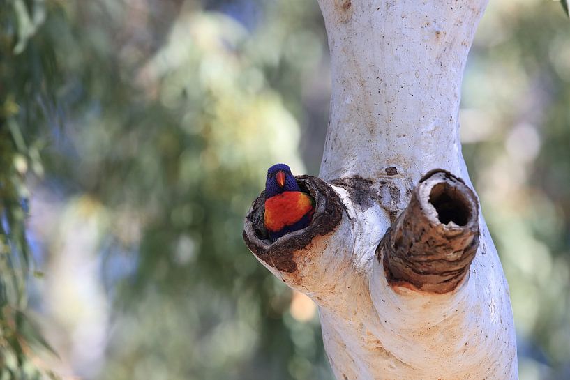 Rainbow Lorikeet, Queensland, Australia von Frank Fichtmüller