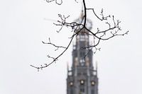 Tower of the Grote Sint Bavokerk in Haarlem, the Netherlands