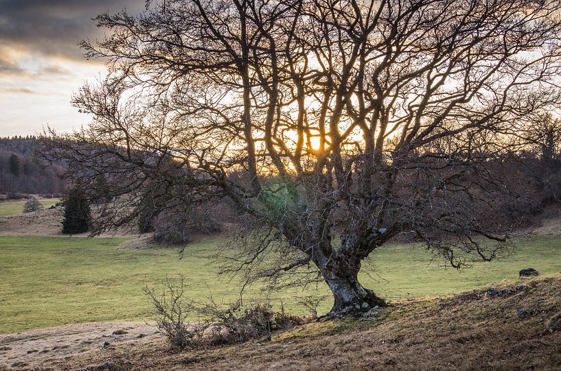 Hornbeam in the Black Forest Valley by Jürgen Schmittdiel Photography