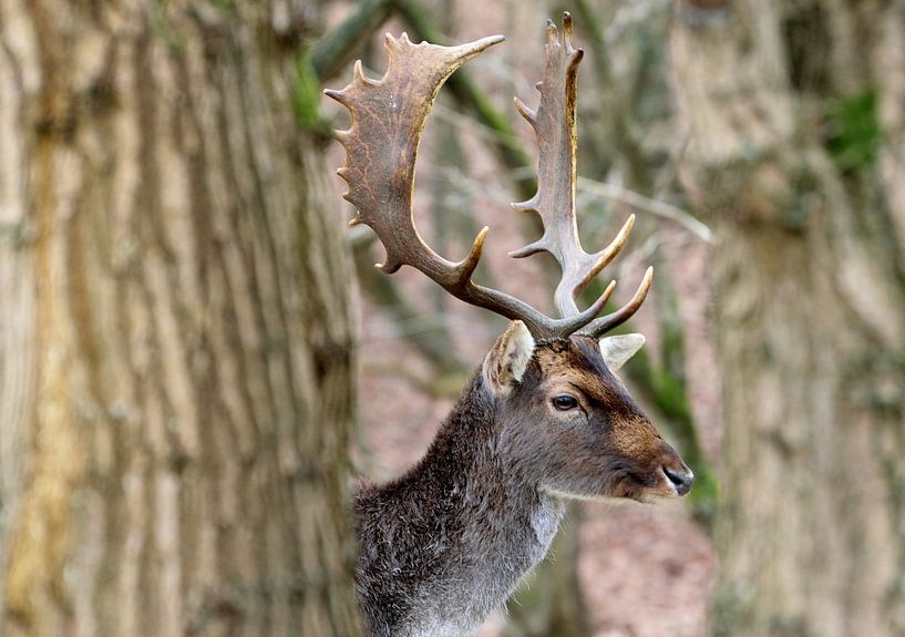 Un daim mâle parmi les arbres par Merijn Loch