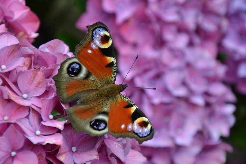 Tagpfauenauge Schmetterling von Chrissy