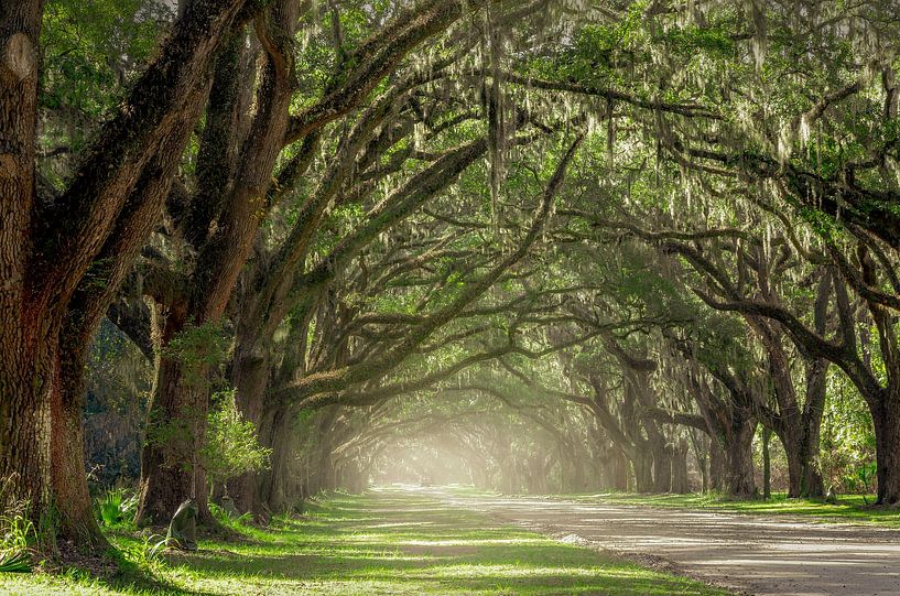 Oak Alley Wormsloe by Rob Visser