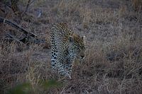 The Leopard on the Hunt