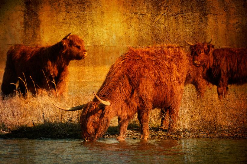 Les Highlanders écossais par Anita Loos