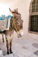 Donkey in Pyrgos, Santorini