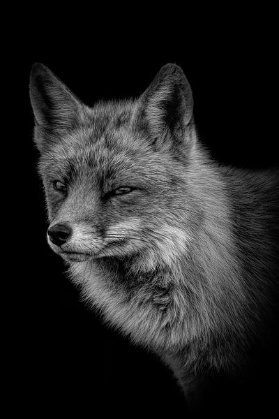 Les renards : Portrait robuste d'un renard en noir et blanc par By Marjolein Design