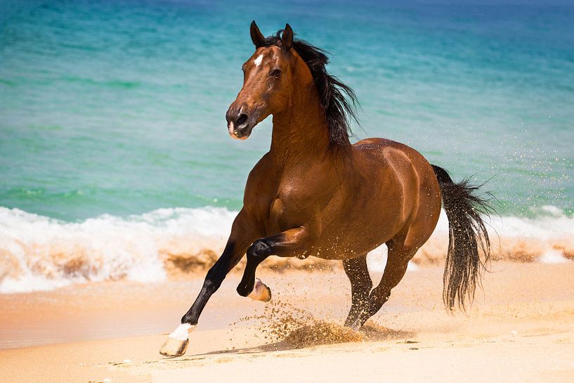Galloping horse on the beach in Portugal by Yvette Baur
