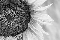 Sonnenblume in Schwarz und Weiß