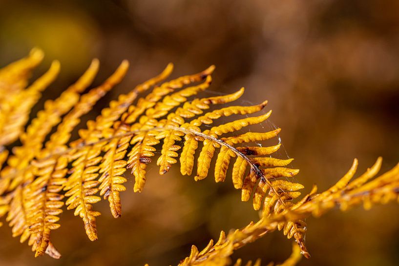 Sailing in autumn colours by Paul Veen