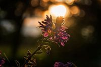 Afrikanische Lilie, Kaplilie mit Gegenlicht von der Sonne