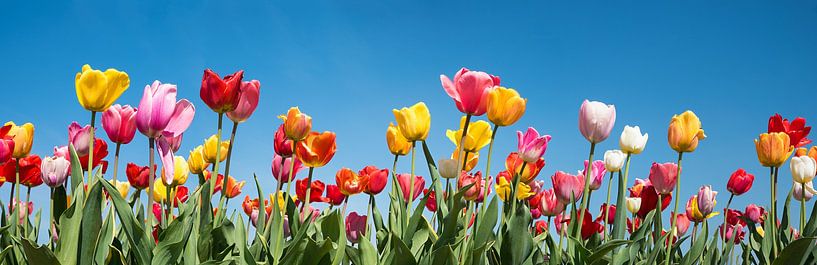 Panorama de tulipes avec des tulipes multicolores de différentes variétés par SusaZoom