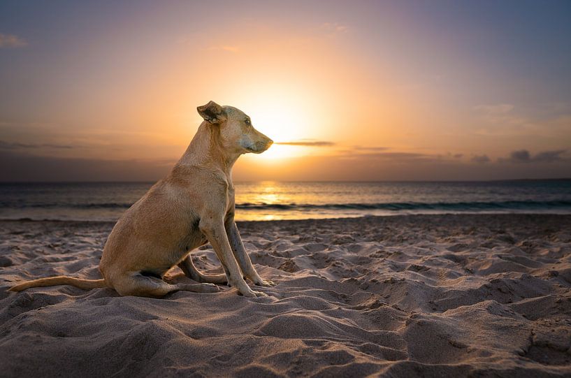 Hund am Strand bei Sonnenuntergang von Raphotography