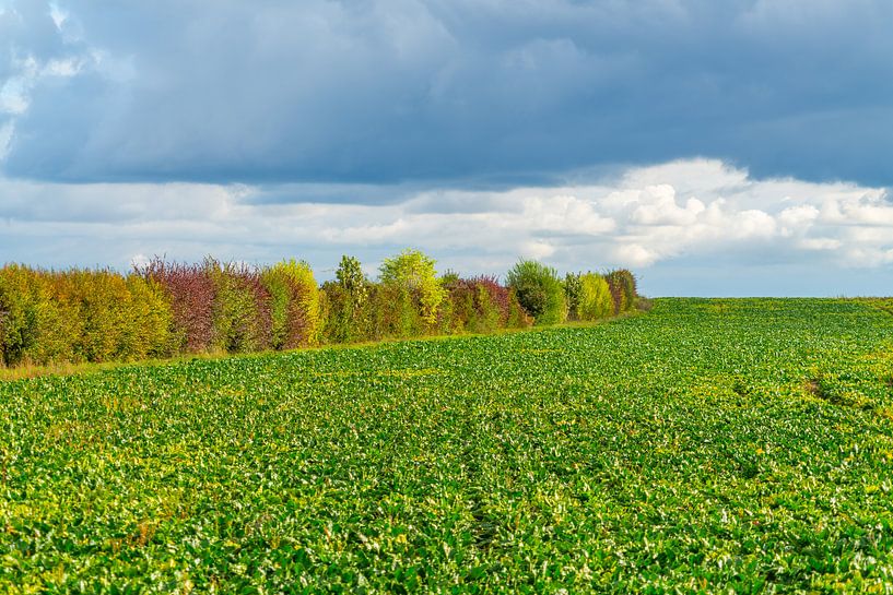 Green and autumn colours in the Champagne region of France by Ivo de Rooij