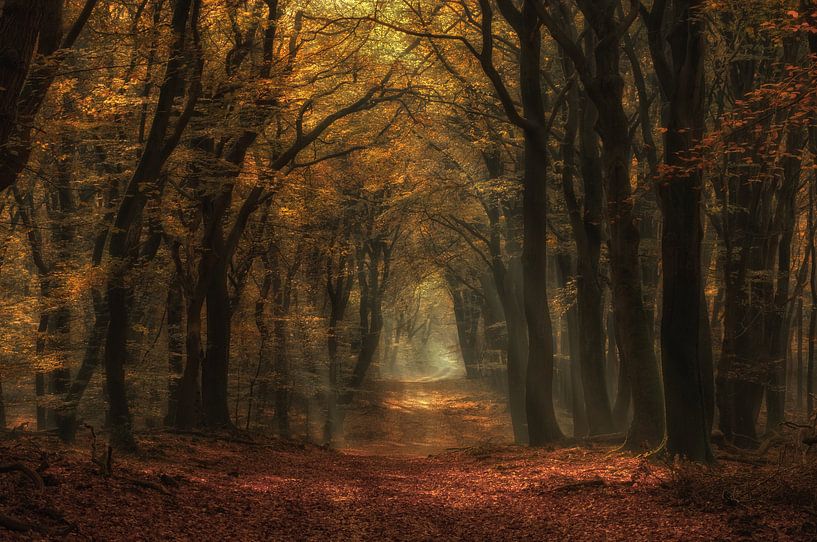 Herbst von Moetwil en van Dijk - Fotografie