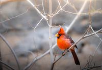Verträumter roter Kardinal.