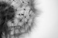 Spin avonturen in Zwart-Wit 