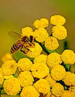 Wespe auf Löwenzahn