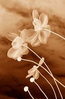 Japanese Anemone Earth Tones