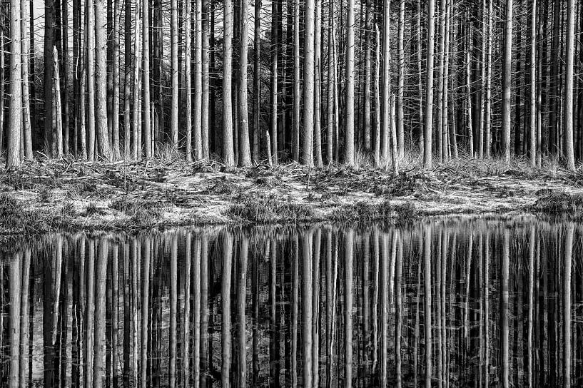 Forest reflections by Jan Brons