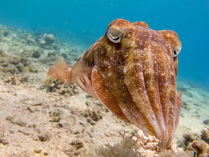 Sepia (seiche) sous l'eau dans la mer Rouge par Marjan Schmit Visser