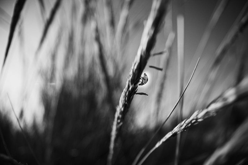 Alone in a big world. by Jaimy-lee Krumeich