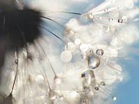 Dandelion Angelwings