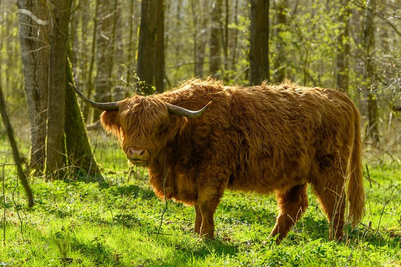 Schottischer Highlander zwischen den Bäumen des Harderbos von Gerry van Roosmalen