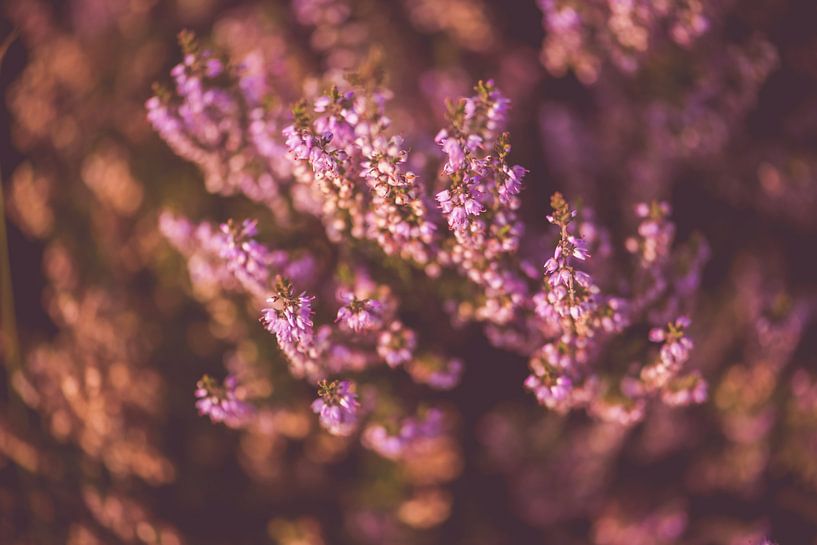 Heather from above by Inge Smulders