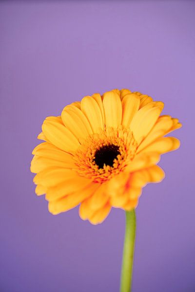 Yellow gerbera for purple background by Puck Bertens