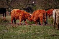 Two Scottish highlanders