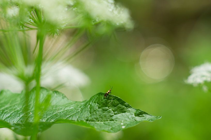 petites choses, grand monde par Margriet Louwen