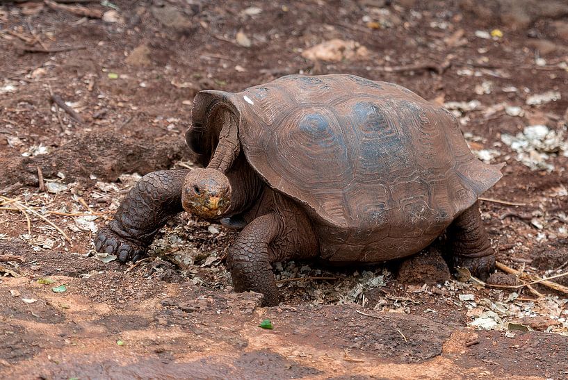 Galapagosreuzenschildpad by Maarten Verhees