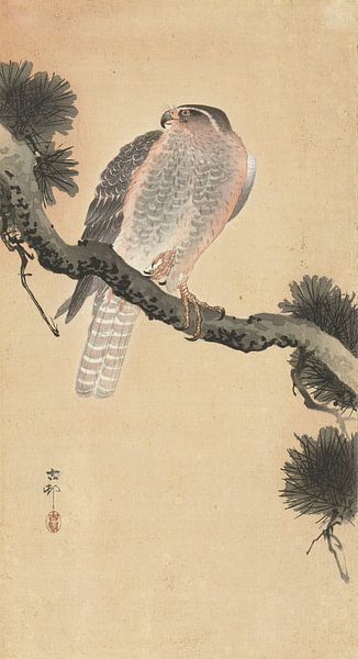 Falke auf Kiefernzweig des Ohara Koson von Gave Meesters