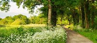 Flourishing Cow parsley with country road