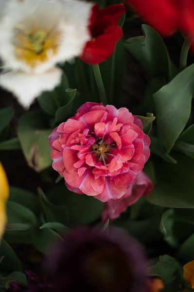 Tulipes par Lauw Design & Photography