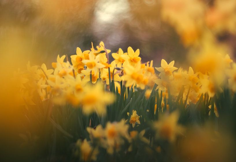Daffodils by Lisa Bouwman
