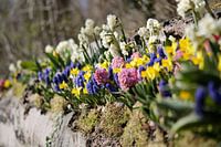 Flower bed in the spring
