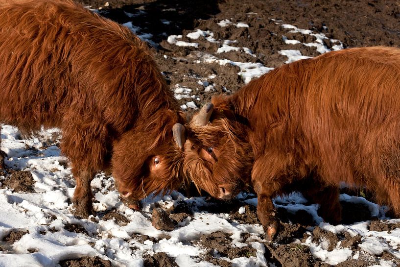 Positionskampf par Harald Schottner
