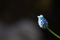 Minimalist, mysterious blue grape