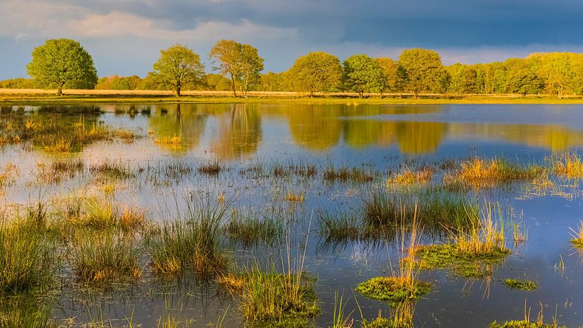 Abendlicht im Nationalpark Dwingelderveld von Henk Meijer Photography