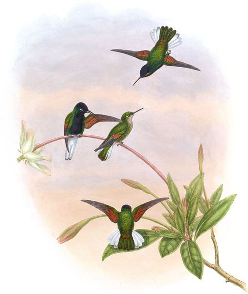 Schwarzbauchiger Kolibris, John Gould von Hummingbirds