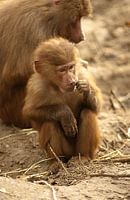 Jonge aap bij zijn moeder