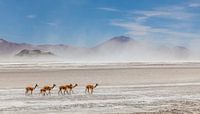 Vicunas sur le Salar de Surire
