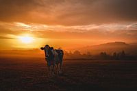 Cow at sunrise